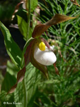 Cypripedium tibeticum